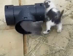 is popguroll popular pc game