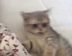 toy whit chemical likzaproz